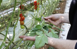 Project 100% Groen Geteeld vervolgt succes in tweede jaar