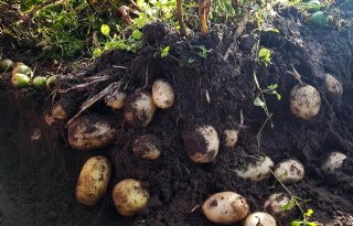 Aardappelen uit zaad brengen tot 50 ton per hectare op