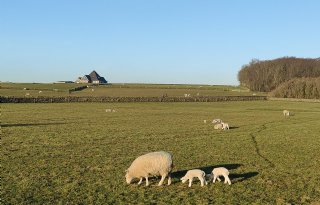 Onderzoek moet boeren weerbaar maken tegen verzilting Waddengebied