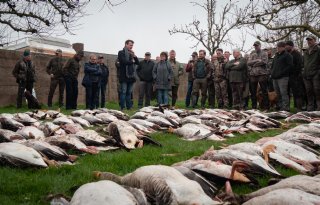 Jagers schieten ganzen om overlast in Noord-Holland te verminderen