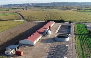 Spaanse varkenssector vreest miljardenverlies door Afrikaanse varkenspest