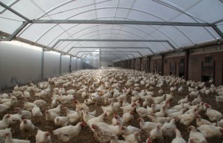 Kamer wil veehouders met wintergarten zonder certificaat niet uitsluiten