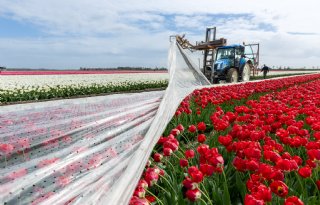 Tulpen later ontdaan van plastic door hagel