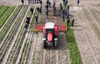 Mechanische onkruidbeheersing in tulpenteelt steeds populairder