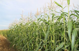 Ultravroege mais vraagt volop aandacht