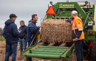 Telers bundelen krachten voor miscanthus
