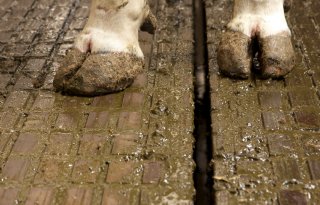 Ministerie I & W faseert aantal emissiefactoren rundveestalvloeren uit