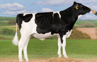 Jaffa blijft aan kop staan bij zwartbonte stieren