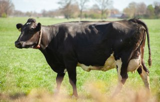 ‘Draadloze afrastering beschermt biodiversiteit zonder gevolgen voor dierenwelzijn’