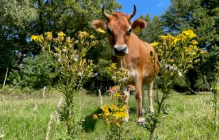 Groningen gaat jakobskruiskruid bestrijden met omstreden elektrocutie