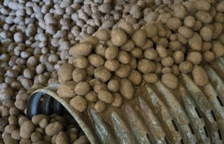 Bijna helft van Belgische aardappeloogst ligt nog in bewaring
