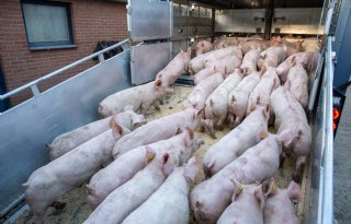 Transportsector ziet verbod op veetransport bij 30 graden niet zitten