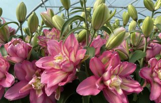 Leliekwekers akkoord met vervolg promotiecampagne