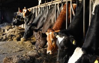 Vertrouwensloket: minder meldingen, problemen worden complexer