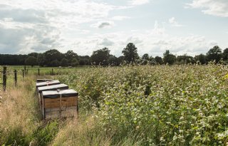 Boekweitteelt aantrekkelijk voor bijen, hommels en boeren