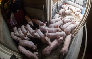 China zorgt in tweede helft van 2026 mogelijk voor prijsherstel op varkensmarkt