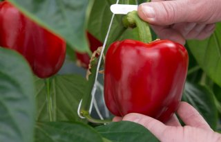 Bos Kwekerijen zet in op paprikateelt zonder chemie