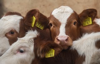 Kalverimport daalt terwijl kritiek op import uit Ierland aanhoudt