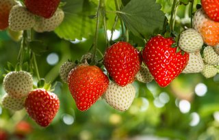Aardbeienproductie en -consumptie tot recordhoogte gestuwd