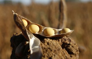 Kunstmestcrisis en natte omstandigheden stimuleren de teelt van soja