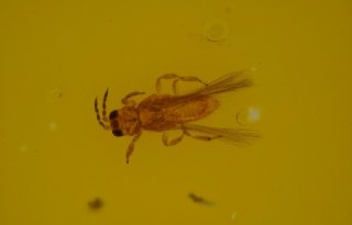 Eerste vondst van Scirtothrips dorsalis in buitenteelt zonder duidelijke oorsprong