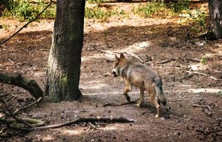LTO Noord en provincies blij met doorbraak in wolvenbeleid