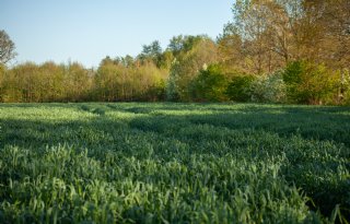 Droogte dreigt voor Europese wintergewassen