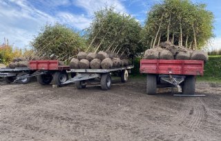 Boomkwekers eisen plek in EU-beleid