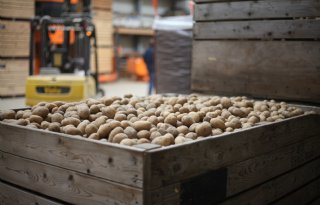 Minder pootgoed naar Europa en Cuba