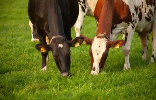 Vooruitgang bij runderziekten IBR en BVD vertraagt