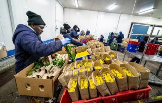 Hoge kosten van luchttransport duperen bloemenkwekers in Kenia