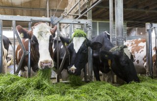 Probiotica verbeteren vertering en melkproductie koe en geit