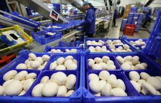 Mondiale champignonteelt schaalt op en robotiseert