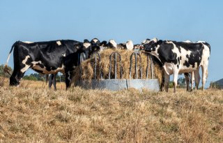 Nieuwe EU-strategie moet veehouderij weerbaar maken