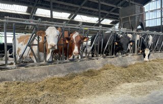 Saldi pluimveesector gunstig, die van melkveehouderij magertjes