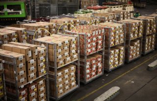 Sierteelt start 2026 met lichte daling exportwaarde