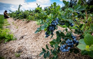 Forse besparing mogelijk op nutriëntengift in blauwe bessen