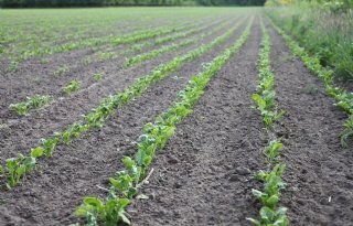 Kleinste areaal suikerbieten sinds 2016