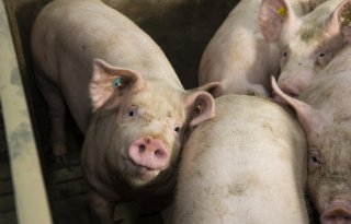Antibioticagebruik Amerikaanse varkensbedrijven stijgt fors