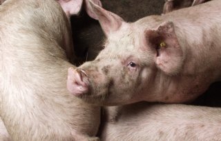 Varkensnoteringen Duitsland zakken 10 cent, Van Rooi Meat volgt