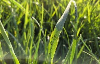 Bladbemesting op gras kan deel bemesting vervangen