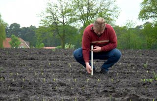 Maismeetnet: veel gewas ingezaaid, opkomst lijkt goed