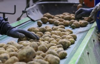 PotatoNL verhoogt notering voor verse frites
