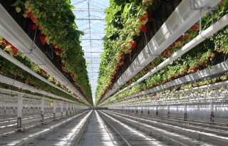 Wageningen University & Research wil met Amerikanen glastuinbouw versnellen