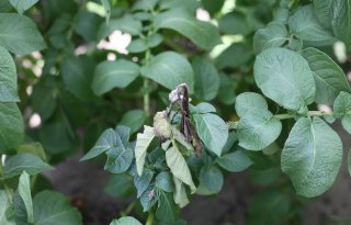 Nieuwe proefvelden volgen doorbraak phytophthora