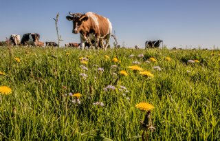 Bodemscan moet effect kruidenrijk grasland zichtbaar maken