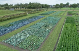 Bejo drie decennia actief in biologische zaadproductie