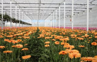 Rabobank: tuinbouw houdt stand in grillige markt