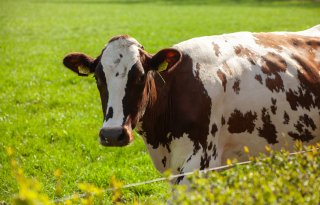 Fries melkveebedrijf met antistoffen vogelgriep lijkt ‘incident’ te zijn geweest