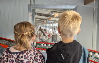 Eiersector introduceert Nationale Eidag op 1 augustus